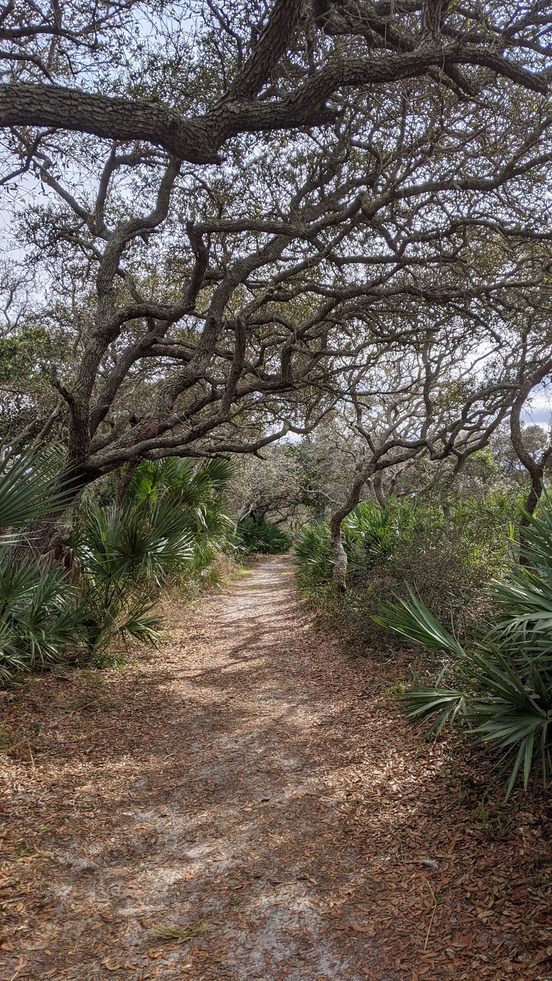 walking path with trees